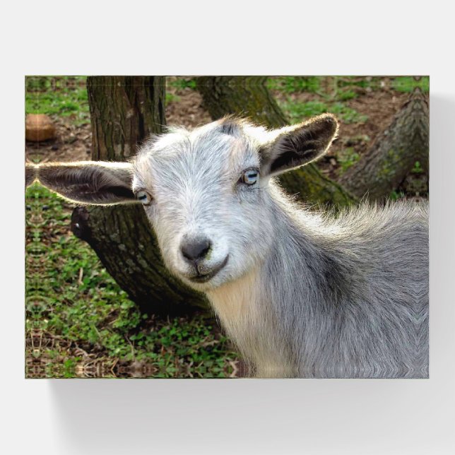 Silver Blue Eyed Nigerian Dwarf Dairy Goat Kid Paperweight (Front)