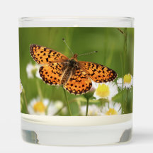 Silver-bordered Fritillary on Fleabane