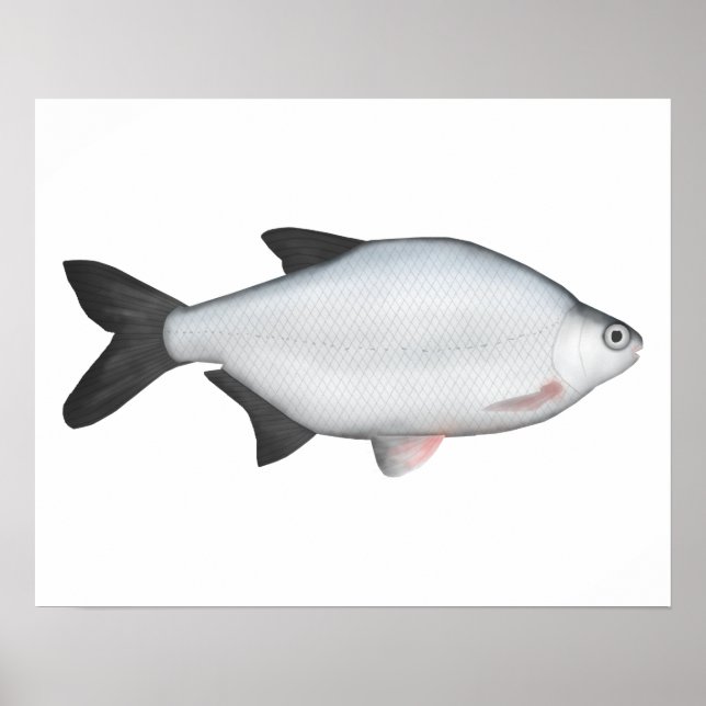 Silver Bream Poster (Front)