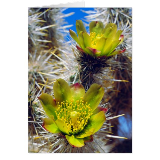 Silver Cholla Cactus Wildflowers Cards (Front)
