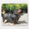 Silver Dapple Dachshund Buddy 2
