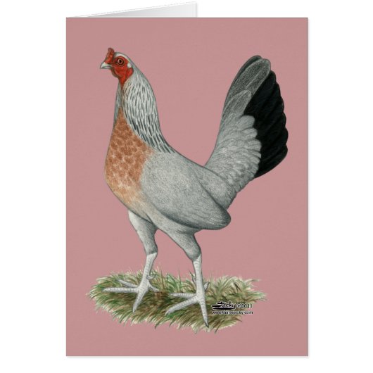 Silver Duckwing Game Hen Cards (Front)