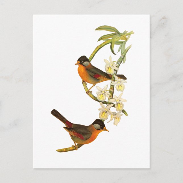 Silver-eared Mesia Postcard (Front)