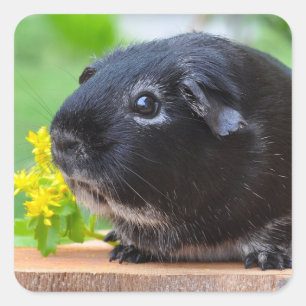 Silver Fox Guinea Pig on Stump with Flower Square Sticker