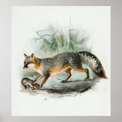 Silver Fox Vintage nature cat wildlife painting Poster