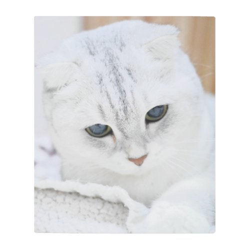 Silver gradient scottish fold cat metal print