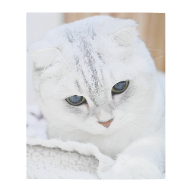 Silver gradient scottish fold cat metal print (Front)