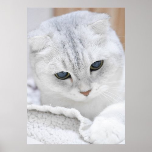 Silver gradient scottish fold cat poster