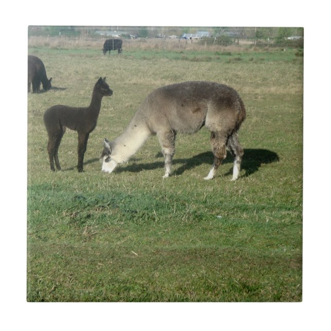 Silver Gray Alpaca & Cria Tile (Front)