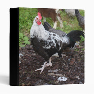Silver Grey Dorking Rooster Binder