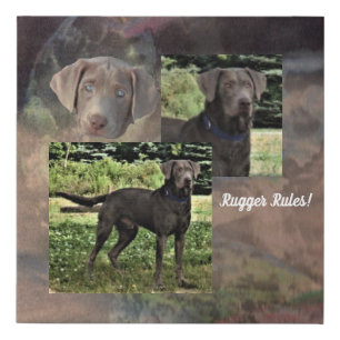 Silver Lab Photo Collage Faux Canvas Print