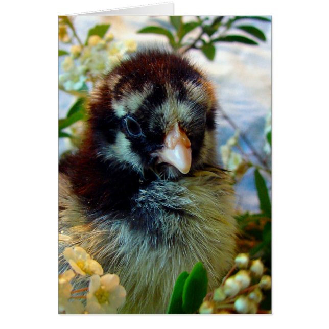 Silver Laced Cochin Chick in Studio Setting Cards (Front)