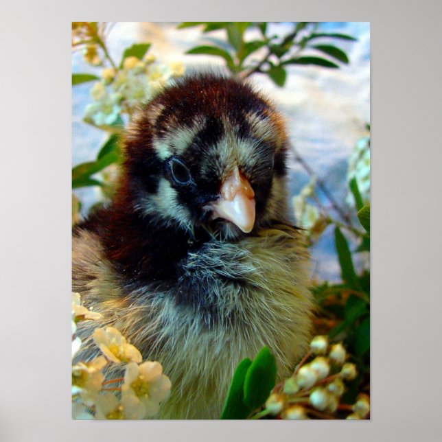Silver Laced Cochin Chick in Studio Setting Poster (Front)