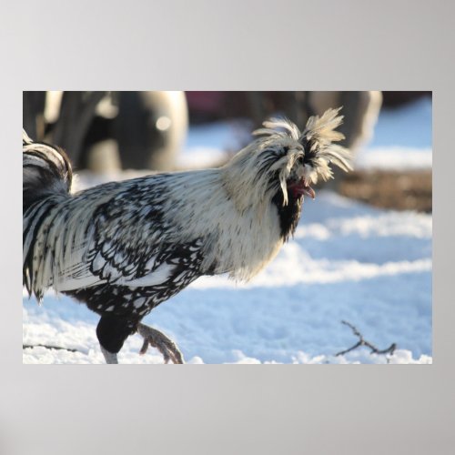 Silver Laced Polish Crested Poster