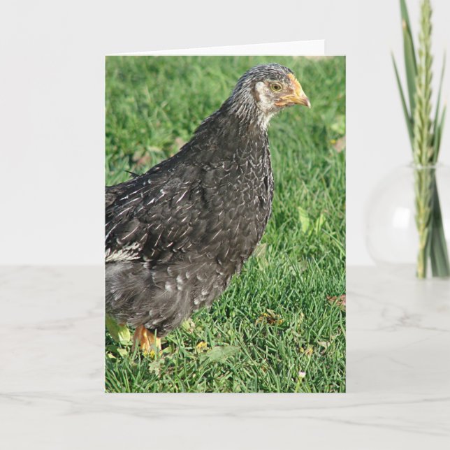 Silver Laced Wyandotte Chick Card (Front)