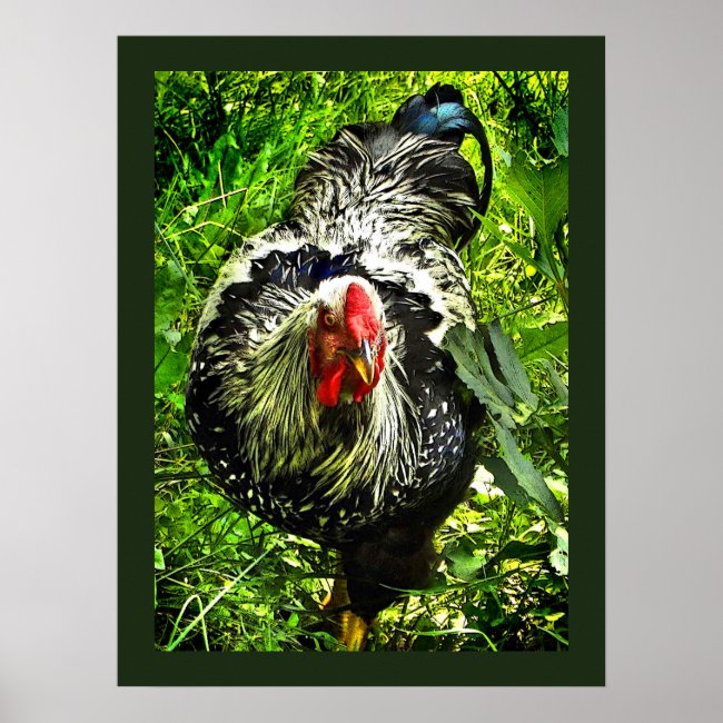 Silver Laced Wyandotte Rooster Green Animal Poster