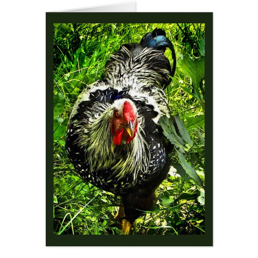 Silver Laced Wyandotte Rooster Green Blank Card (Front)