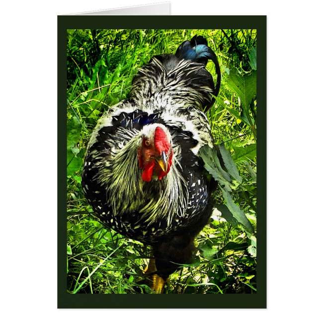 Silver Laced Wyandotte Rooster Green Blank Card