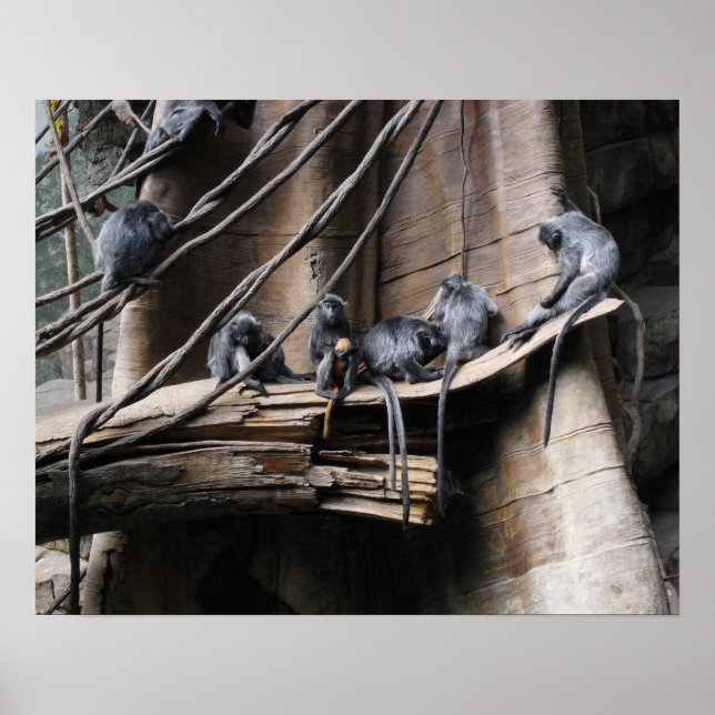 Silver Langur Monkey Troop with Baby Poster (Front)