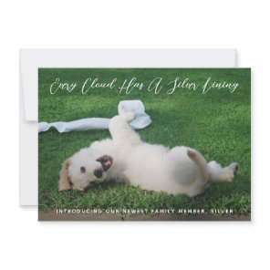 Silver Lining Photo Pet Adoption Announcement