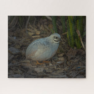 Silver Male Button Quail in the grass Jigsaw Puzzle