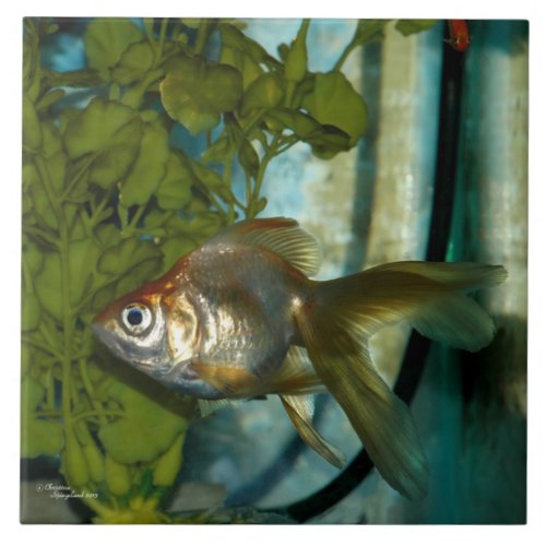 Silver orange Ryukin Goldfish Tile