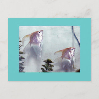 Silver Pearl Angelfish Postcard