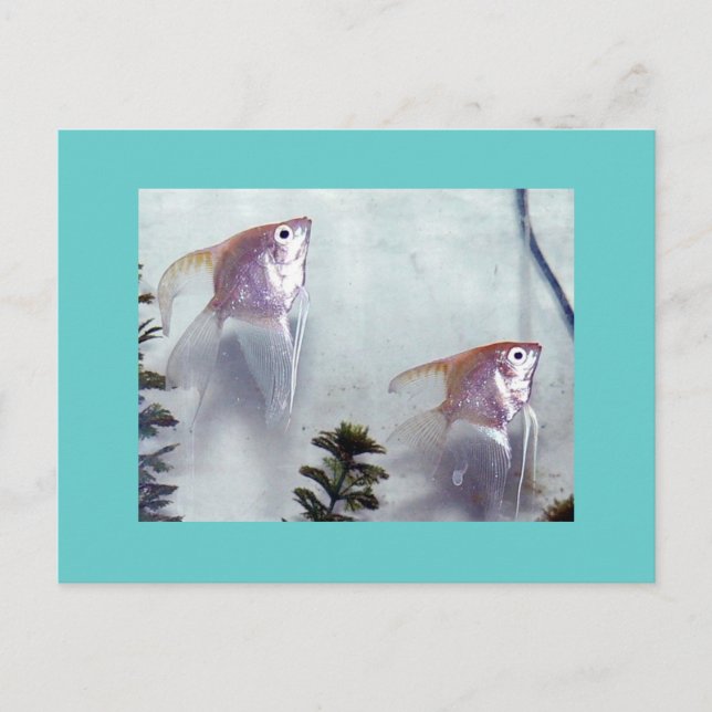 Silver Pearl Angelfish Postcard (Front)