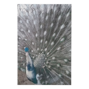Silver Pied Peacock Canvas