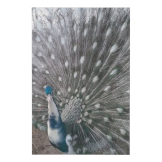 Silver Pied Peacock Canvas
