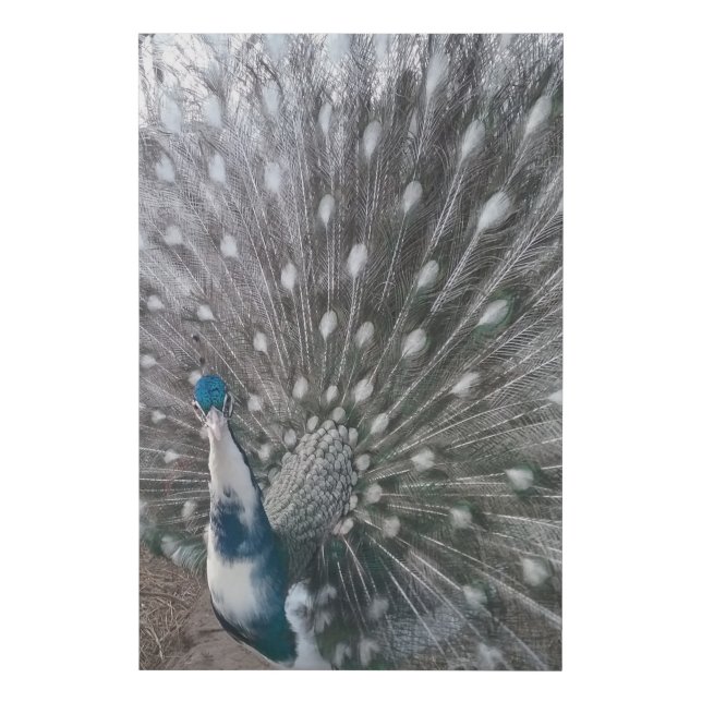 Silver Pied Peacock Canvas (Front)
