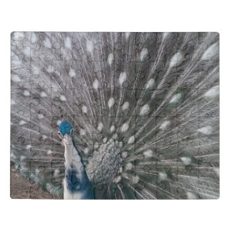 Silver Pied White Eye Peacock Puzzle