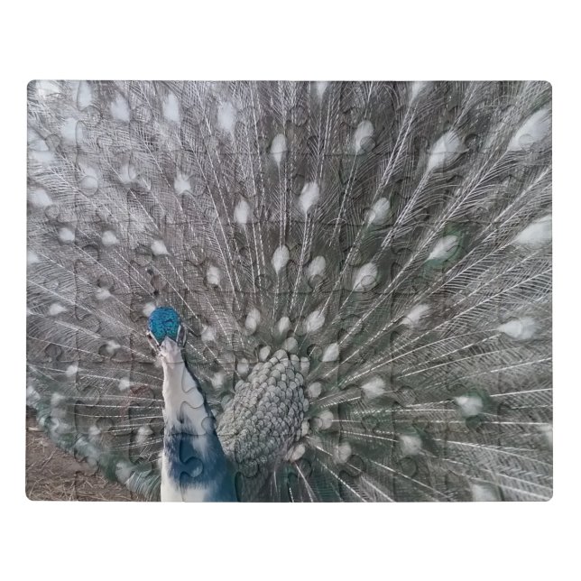 Silver Pied White Eye Peacock Puzzle (Puzzle Horizontal)