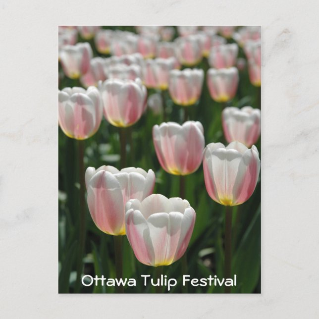 Silver pink tulips postcard (Front)