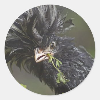 Silver Polish Rooster Classic Round Sticker by oinkpix at Zazzle