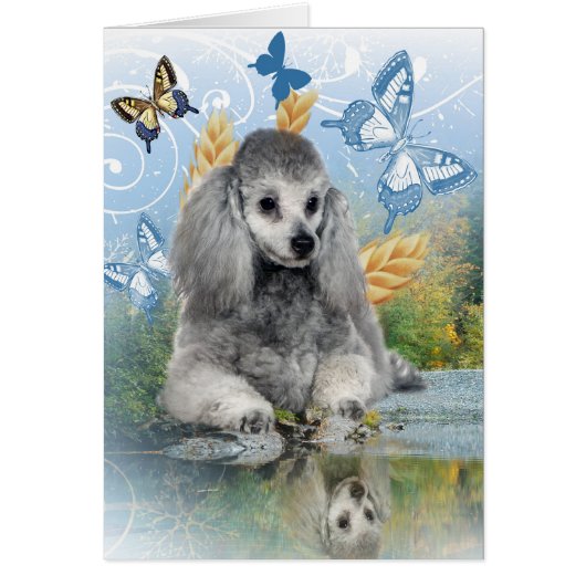 Silver poodle enjoys reflection cards (Front)