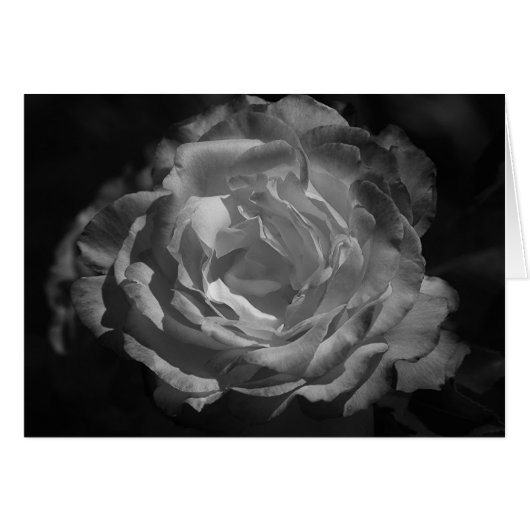 Silver Rose Cards (Front Horizontal)