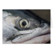 Silver Salmon Face (Front Horizontal)