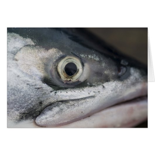 Silver Salmon Face Cards (Front Horizontal)