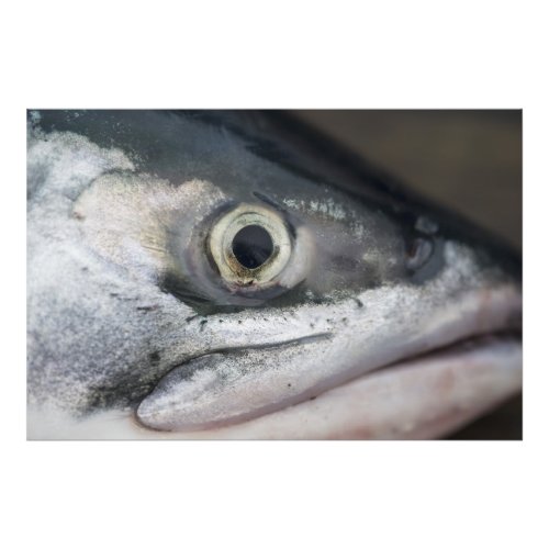 Silver Salmon Face Photo Print