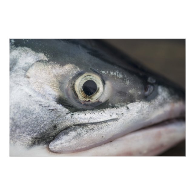 Silver Salmon Face Photo Print (Front)