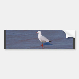 Silver Seagull Bumper Sticker