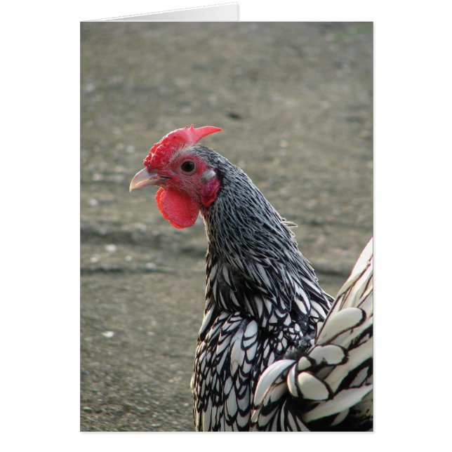 Silver Sebright Bantam Rooster Cards (Front)