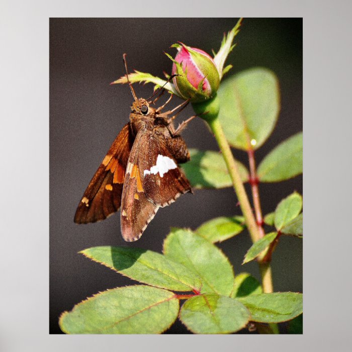 'Silver Spotted Skipper and Rosebud' Print