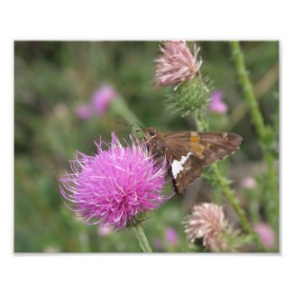 Silver-spotted Skipper Photo Print