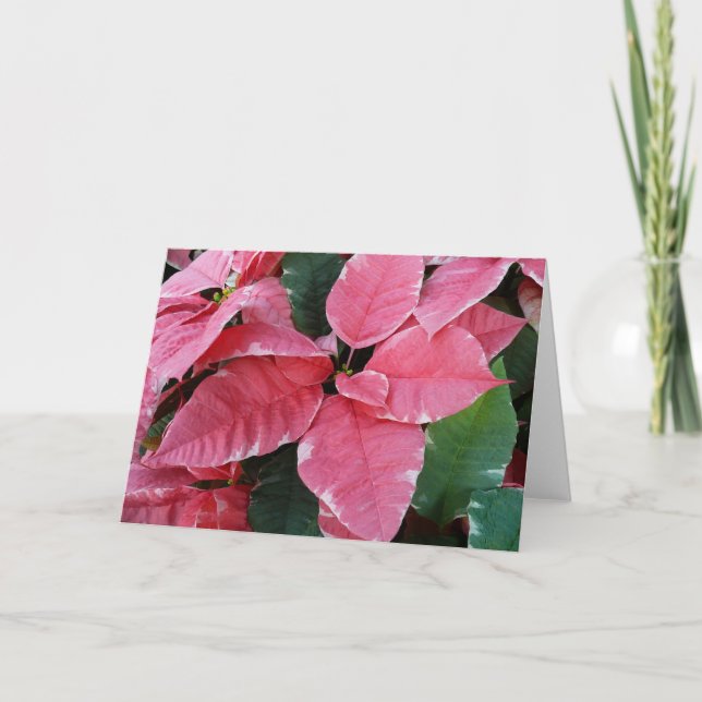 Silver Star Marble Poinsettias Pink Holiday Floral (Front)