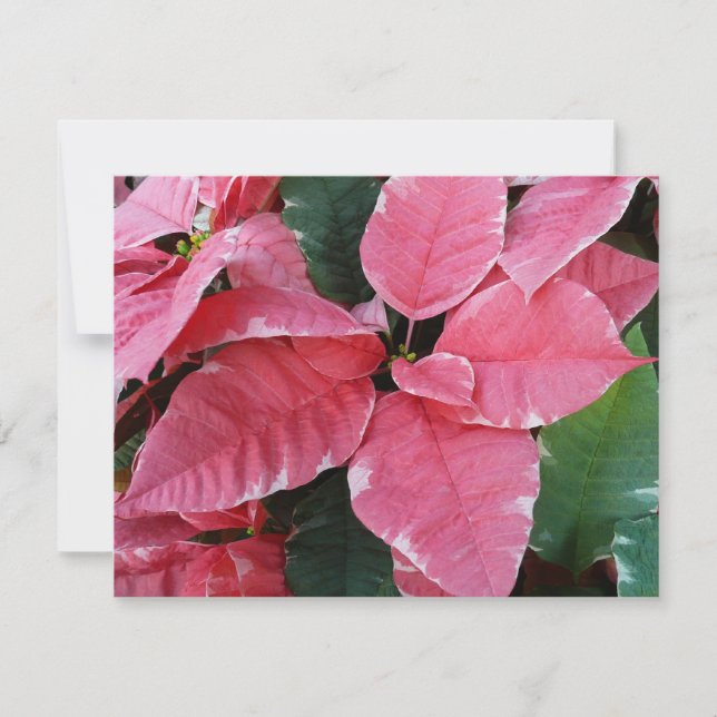 Silver Star Marble Poinsettias Pink Holiday Floral (Front)