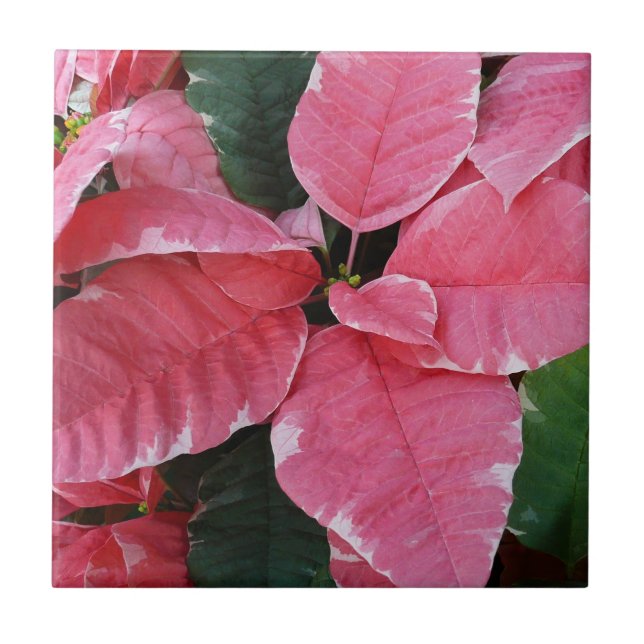 Silver Star Marble Poinsettias Pink Holiday Floral Ceramic Tile (Front)