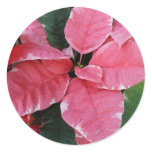 Silver Star Marble Poinsettias Pink Holiday Floral Classic Round Sticker