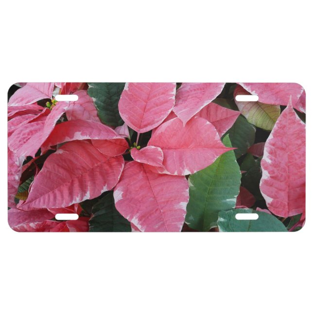Silver Star Marble Poinsettias Pink Holiday Floral License Plate (Front)
